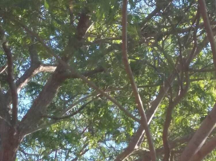 Fotos del hotel Kenuson Villas:  2