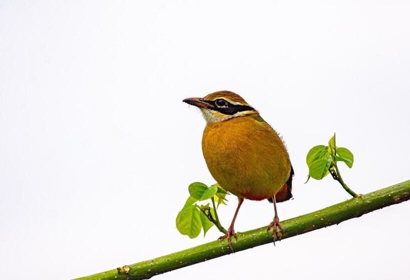 Fotos del hotel Kenuson Villas:  3