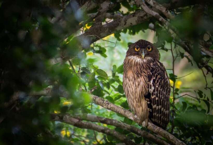 Fotos del hotel Kenuson Villas:  4