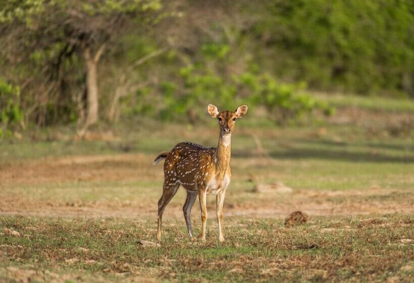 Fotos del hotel Kenuson Villas:  9