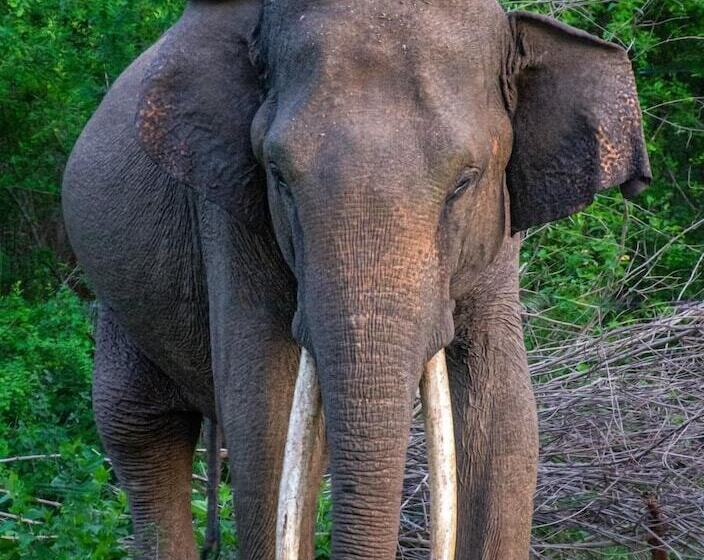 Fotos del hotel Kenuson Villas:  10