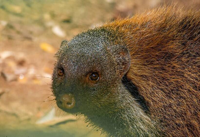 Fotos del hotel Kenuson Villas:  11