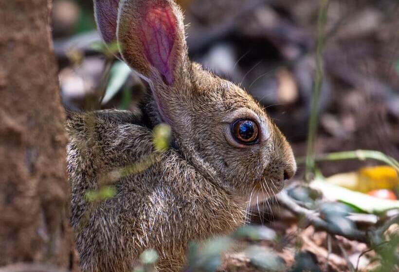 Fotos del hotel Kenuson Villas:  12