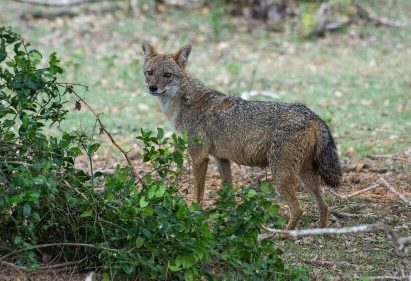 Fotos del hotel Kenuson Villas:  13