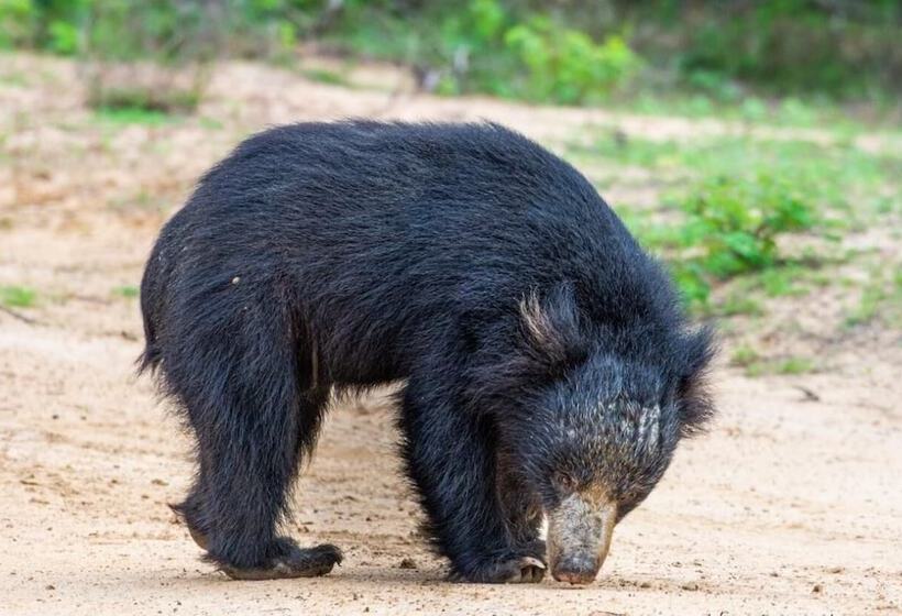 Fotos del hotel Kenuson Villas:  14