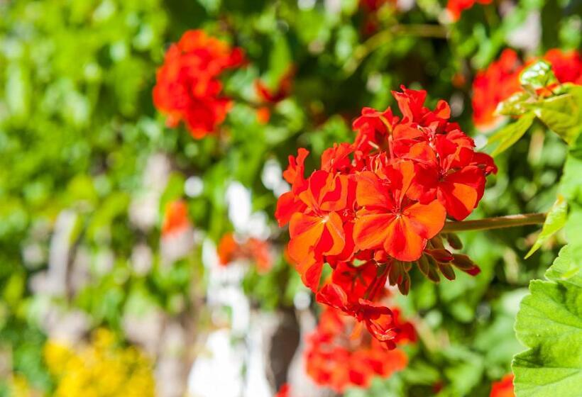 Fotos del hotel Ilios Beach  Apartments Adults Only:  7