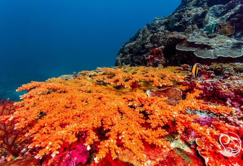 Fotos del hotel Oceans 5 Dive Resort:  13