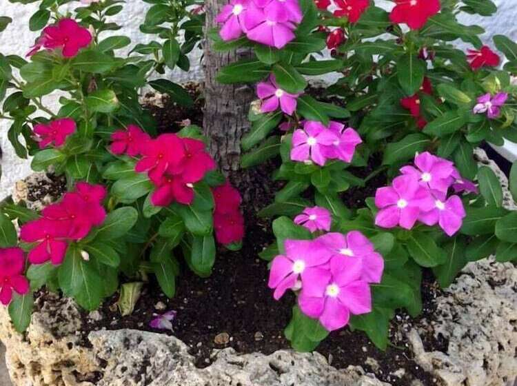 Fotos del hotel Duque De Wellington:  11