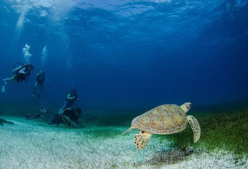 Fotos del hotel Akumal Natura Glamping:  10