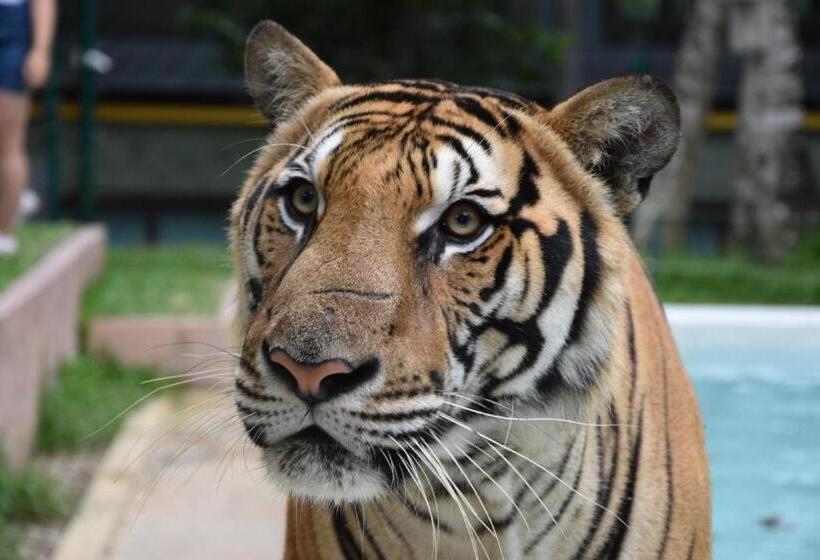 Fotos del hotel Tulip Inn:  4