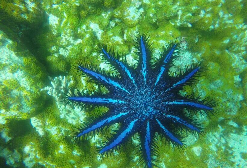 Fotos del hotel White Sand Lodge:  6