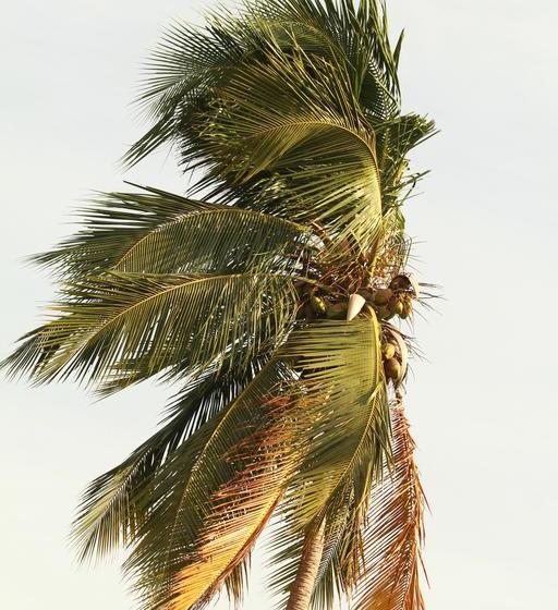 Fotos del hotel Pearl City:  16