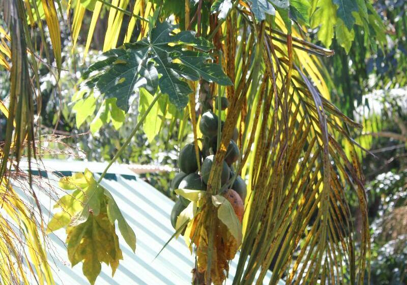 Fotos del hotel Palo Rosa Lodge:  7