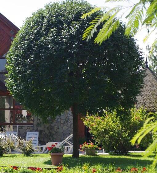 Fotos del hotel ágnes:  10