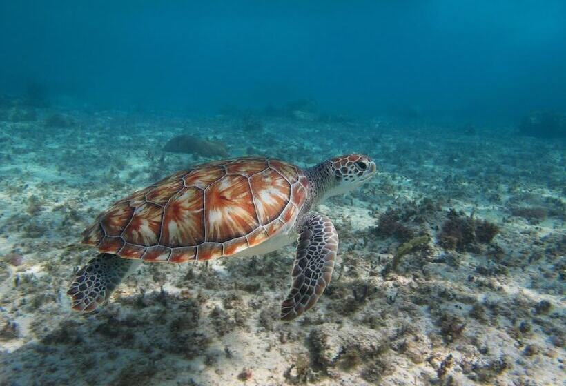 Fotos del hotel Encantada Tulum:  9