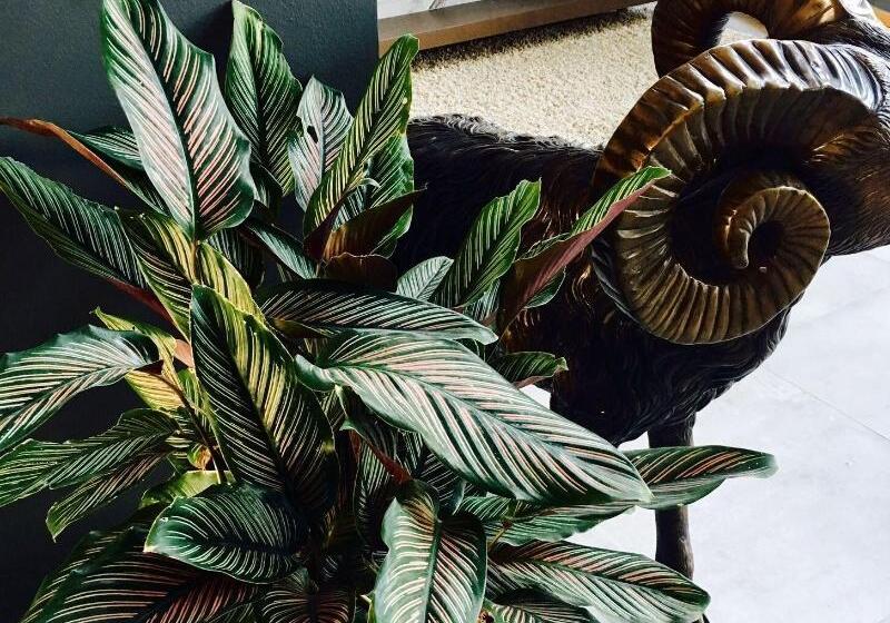 Fotos del hotel Hataara:  7