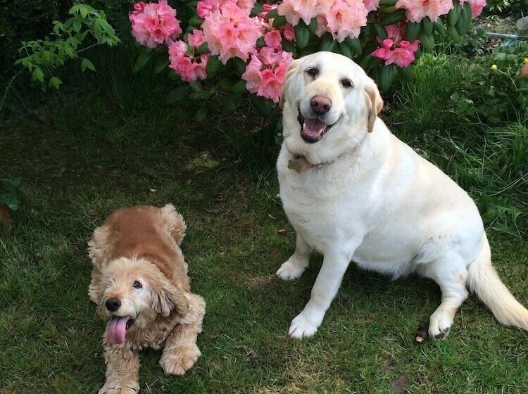 Fotos del hotel Ashleigh:  7