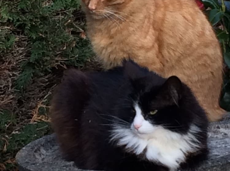 Fotos del hotel Ashleigh:  3