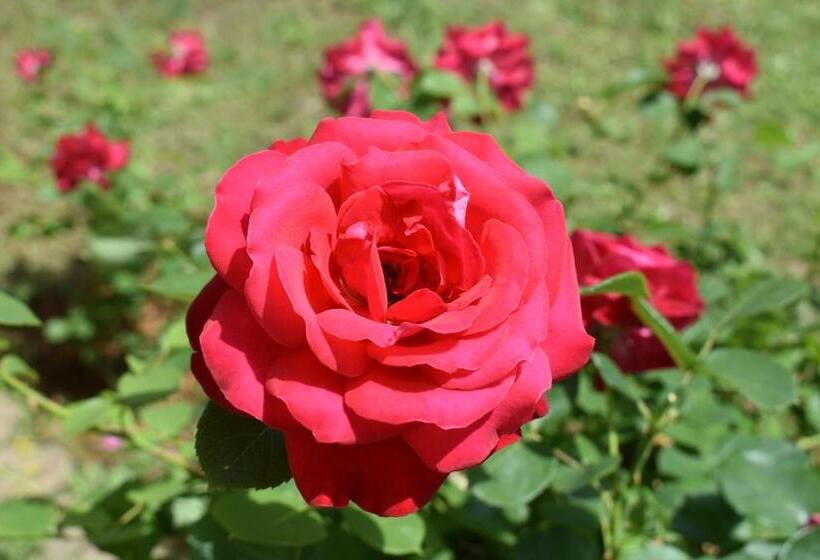 Fotos del hotel Guest House Regina Mundi:  13