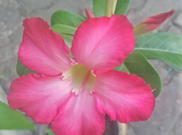 Fotos del hotel Khaolak Tusneem Resort:  5