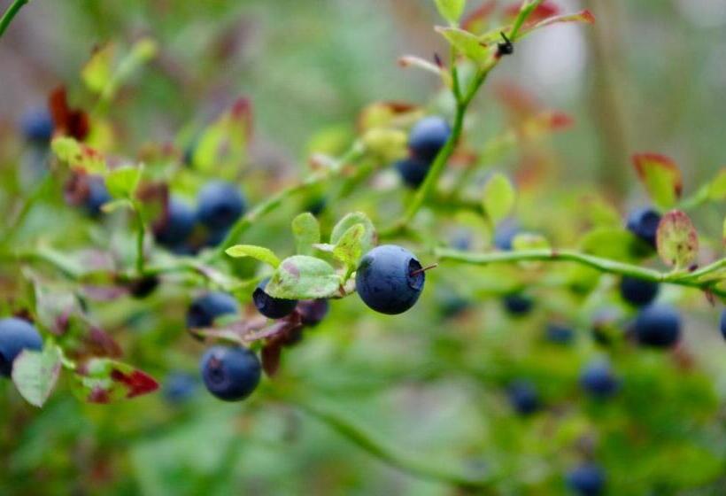 Fotos del hotel Guesthouse Arctic Heart:  22