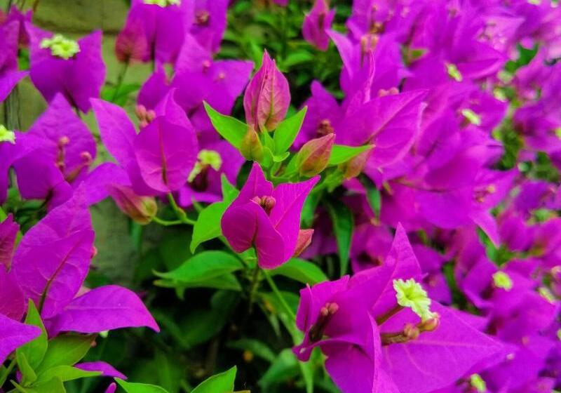 Fotos del hotel B&b Via Delle 5 Terre:  5