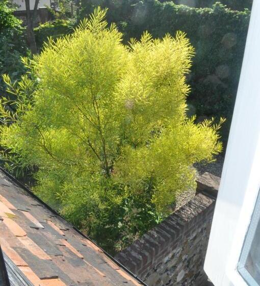 Fotos del hotel Chequer Cottage:  14