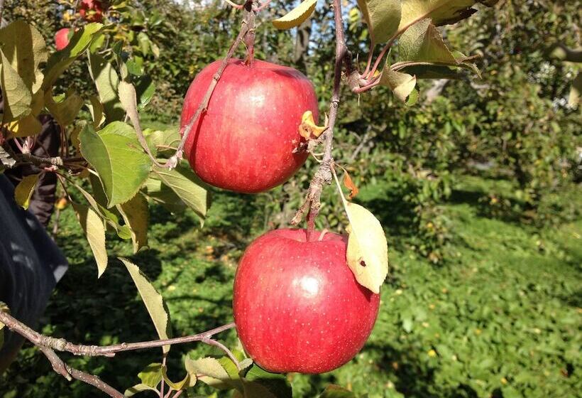Fotos del hotel Stelle Belle:  13