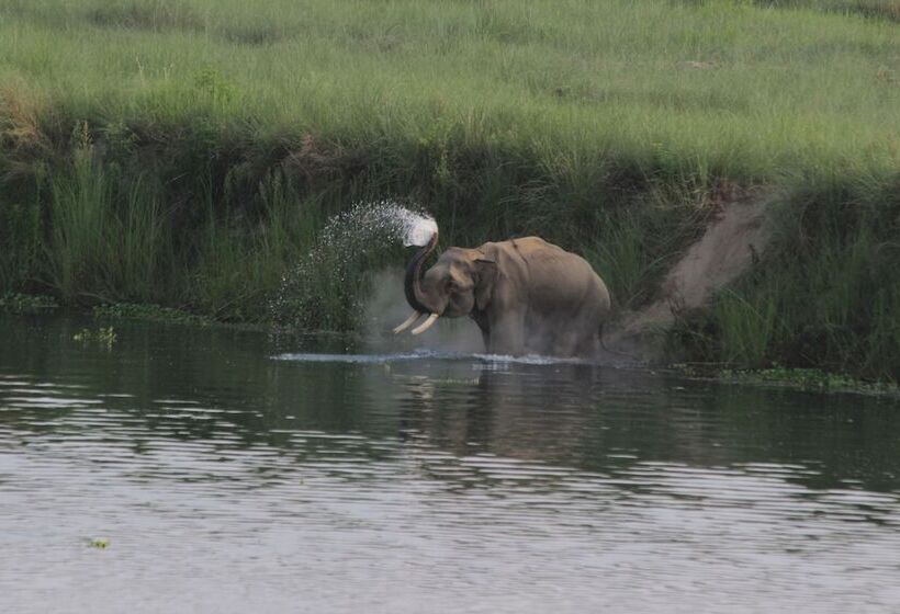 Fotos del hotel Jungle Sunset Camp:  7