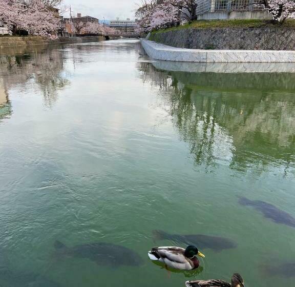 Fotos del hotel Rinn Niomon:  4