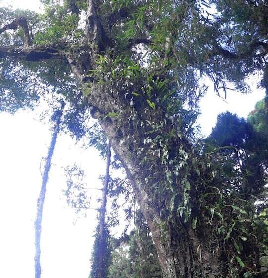 Fotos del hotel Fenchihu Street:  9