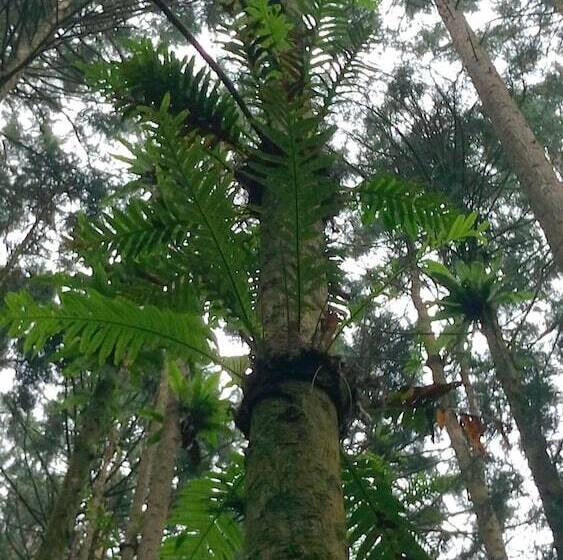 Fotos del hotel Fenchihu Street:  13