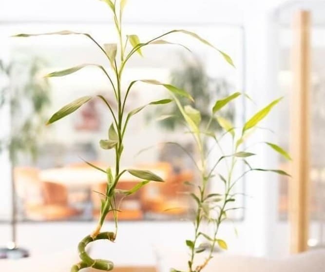 Fotos del hotel City Loft:  10