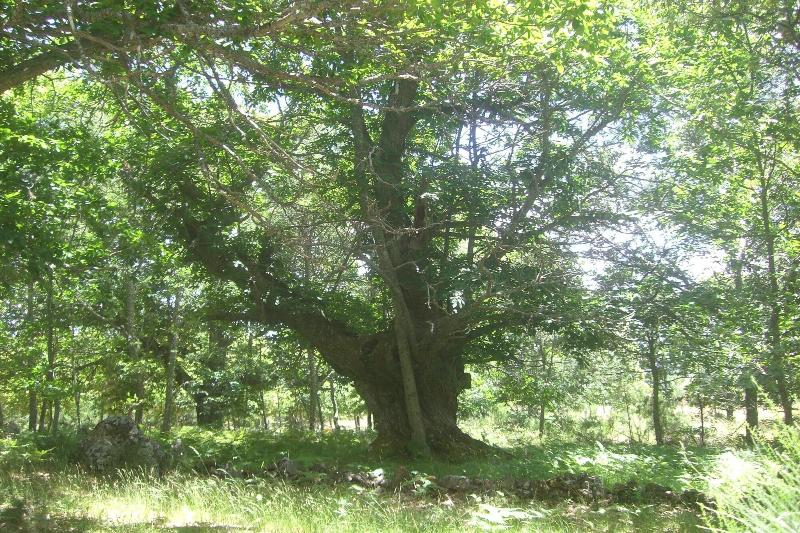 Fotos del hotel La Coral De Sanabria:  12