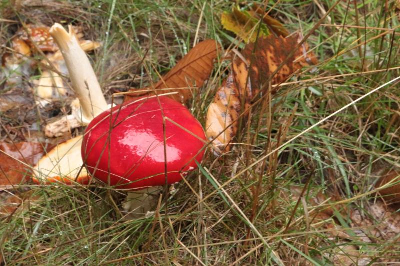 Fotos del hotel La Coral De Sanabria:  14