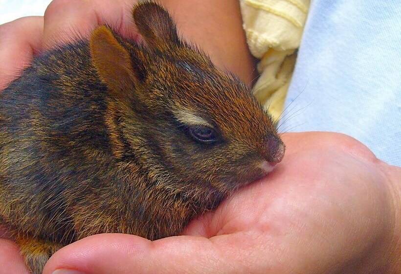 Fotos del hotel Boquete Garden Inn:  6