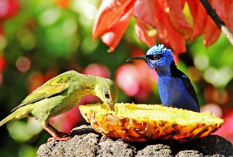 Fotos del hotel Boquete Garden Inn:  8