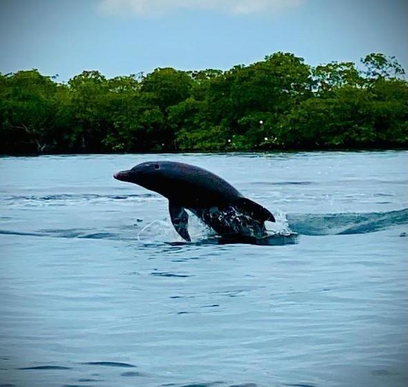 Fotos del hotel Faro Del Colibri:  12