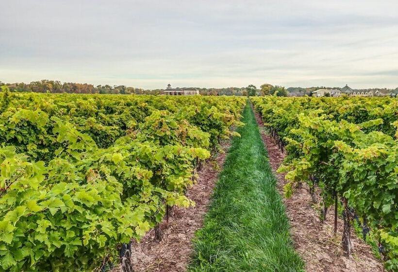 Fotos del hotel Vineyard Villa:  20