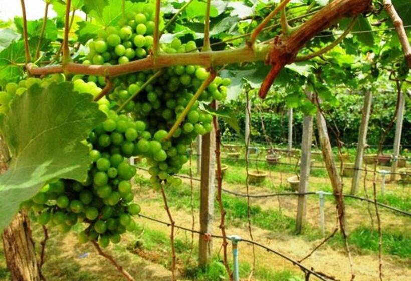 Fotos del hotel Vy Chhe:  10