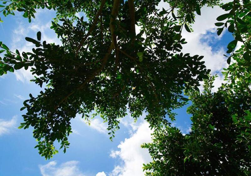 Fotos del hotel Sun Green Grass Ishigaki:  23