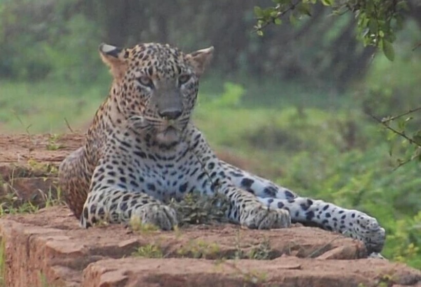 Fotos del hotel The Rain Tree:  13