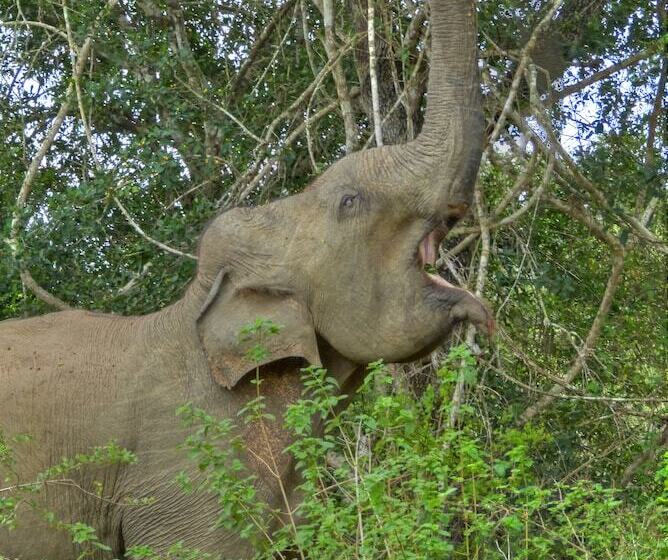 Fotos del hotel The Rain Tree:  8