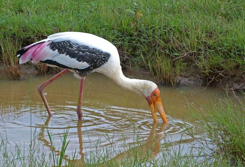 Fotos del hotel The Rain Tree:  4