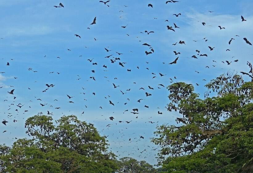 Fotos del hotel The Rain Tree:  12