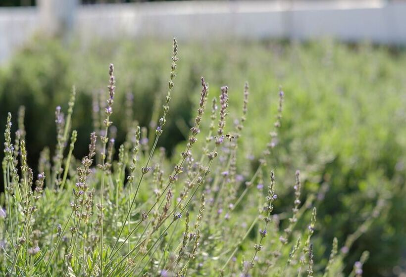 Fotos del hotel Constantia White Lodge Guest House:  6