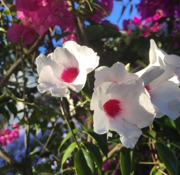 Fotos del hotel Darling Lodge Guest House:  15