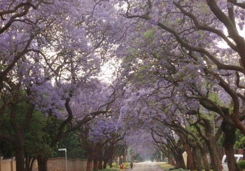 Fotos del hotel Goodey's Guesthouse:  13