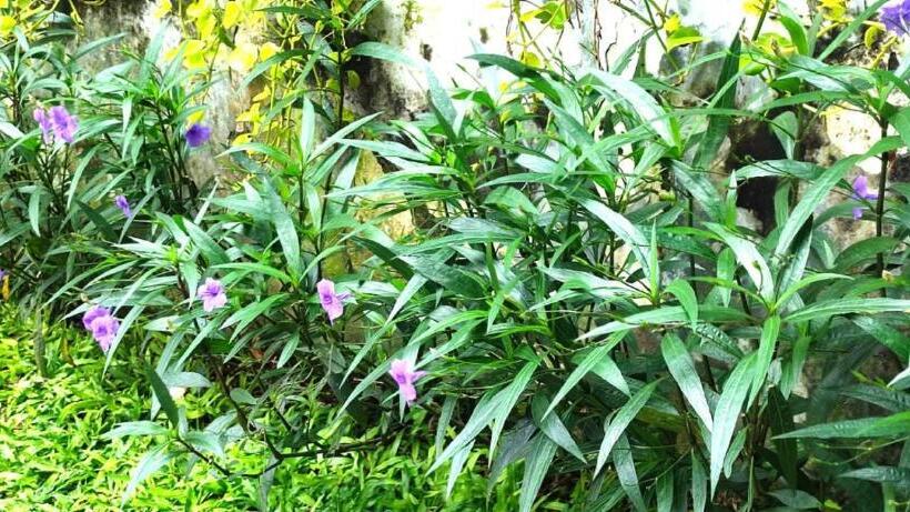 Fotos del hotel Pesonna Gresik:  10