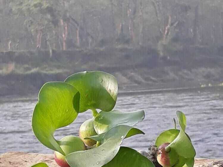 Fotos del hotel Tiger Residency Resort:  5